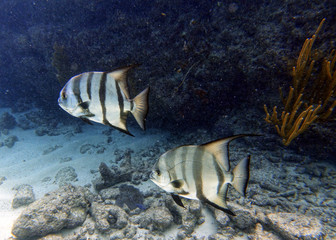 An underwater photo of a Spade fish swimming in the ocean. © Joni