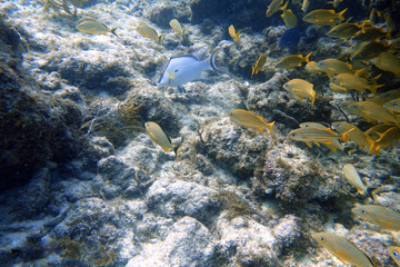 Hogfish swimming through the rock and coral reef.