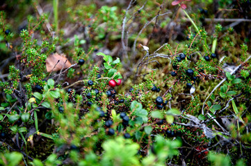 Obraz premium Ripe Shiksha berries and lingonberries in the autumn forest. close-up, selective focus. Natural background,
