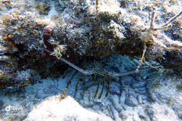 Lobsters sitting under a rock reef.