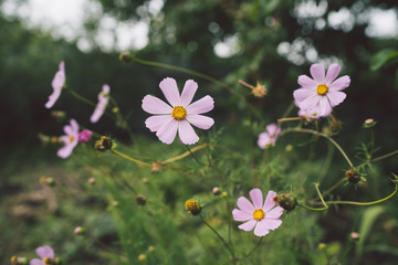 Beautiful cosmos flowers in the garden with blurred background.