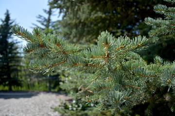 Fresh growth on branch of tree in park.