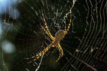 spider on a web .. ..