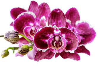 Phalaenopsis orchid flowers close-up