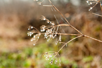 Dried blades of grass with drops of dew. Earlier spring or autumn morning. Grass after rain. Natural background, close-up