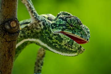 chameleon on a branch
