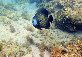 French Angelfish swimming in the ocean.