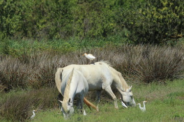 Cattle egret and horses in Camargue