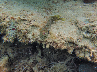 Combtooth blenny hanging out in the rock and coral reef.