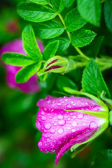 wet pink rose buds in the rain