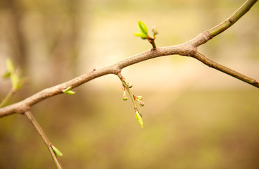 spring branch with blossoming buds close-up