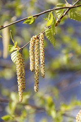 Spring freshness and tenderness of nature