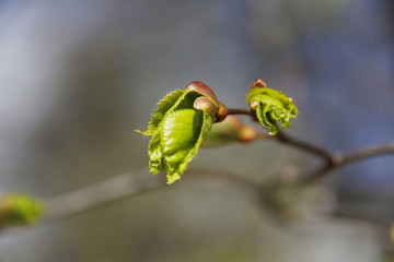 Spring freshness and tenderness of nature