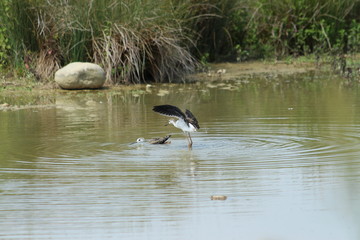 Some small birds in water