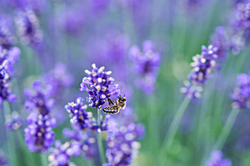 Insekten in einem Lavendelfeld