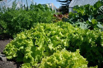 Lettuce growing in outdoor community vegetable garden