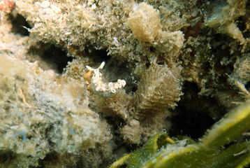 Nudibranch attached to a leaf in the bottom of the ocean.
