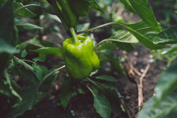 Green chili peppers are growing in the garden
