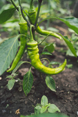 Green chili peppers are growing in the garden