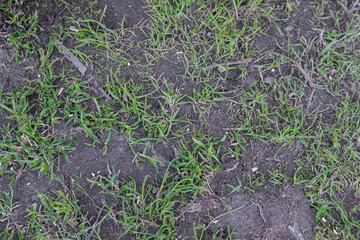 rare grass texture on earth background