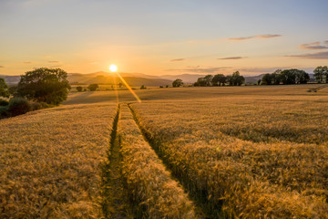Corn Field Tracks at sunset