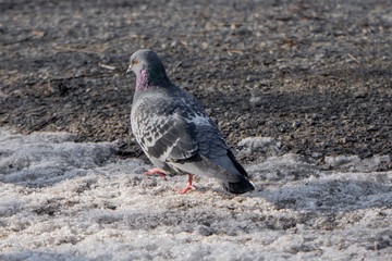 pigeon walks in the snow