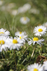 Daisy's tenderness and beauty