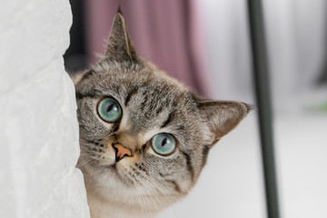 british cat peeks around the corner