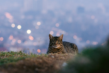 cat on a hill with colorful city lights in background