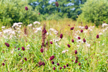 Sanguisorba officinalis herbs