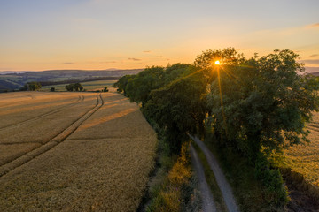 Sun through the trees