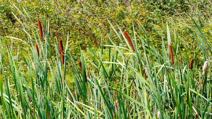 Obraz premium Thickets of cattail