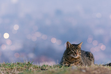 cat on a hill with colorful city lights in background