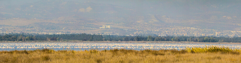 Naklejka premium Flamingos in Limassol, Cyprus
