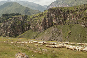 Herd of sheep grazing in lower caucasus mountains in Republic of Georgia