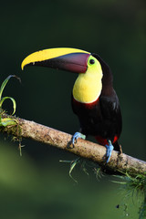 Yellow-throated toucan sitting on moss branch
