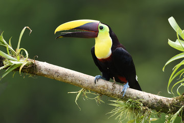 Yellow-throated toucan sitting on moss bromelia branch