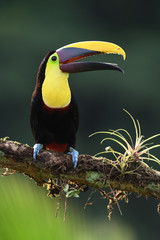 Yellow-throated toucan sitting on moss bromelia branch