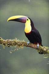 Fototapeta premium Tukan żółtogardły siedzący na gałęzi mchu