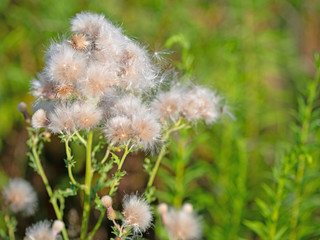 Verblühte Acker-Kratzdistel, Cirsium arvense