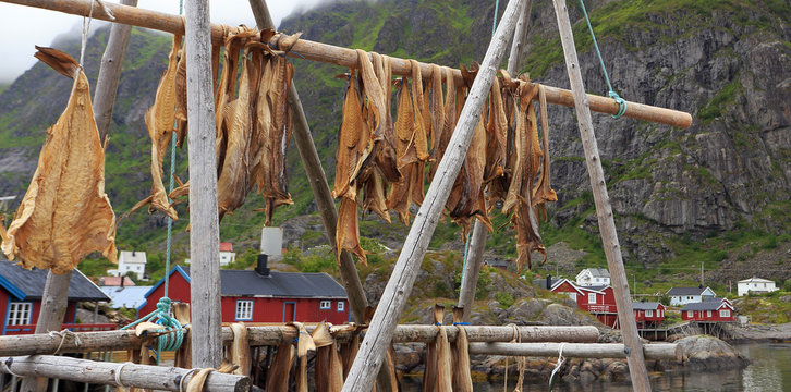 Drying stock fish cod in &Aring; village with traditional red rorbu houses and fjord on the background in summer, Lofoten Islands, Norway