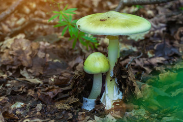 Amanita phalloides poisonous mushroom