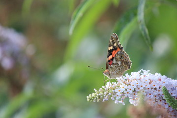 Distelfalter saugt Nektar von Sommerflieder