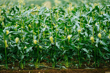 トウモロコシ畑