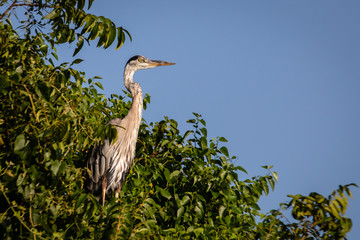 great blue heron