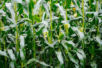 トウモロコシ畑