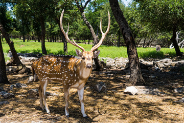 fallow deer in the forest