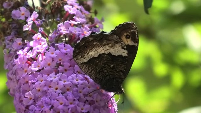 farfalla, hipparchia