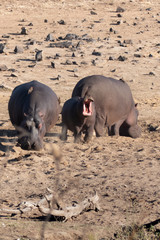 Three-Hippo Family with Baby