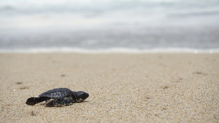 little turtle release